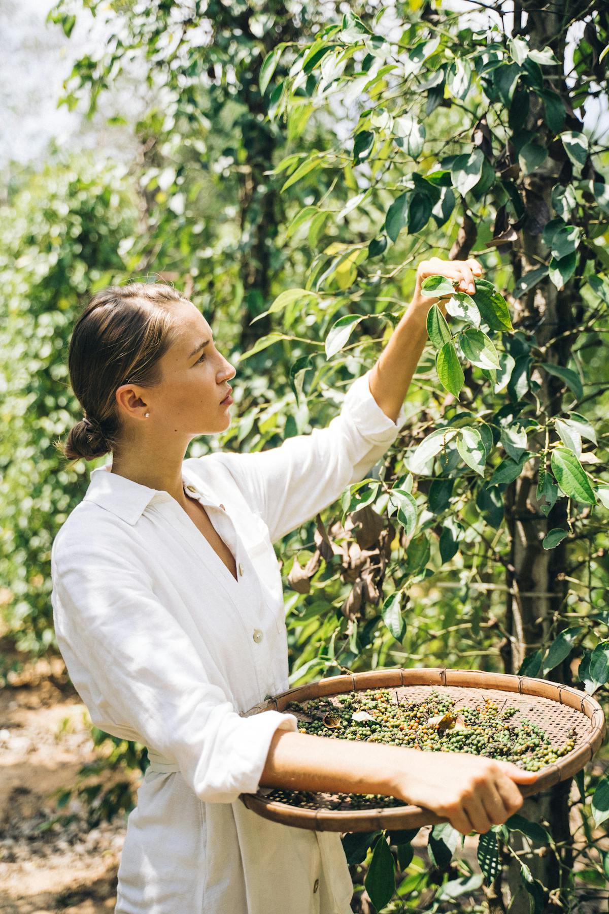 Sumba Coffee Cooperative